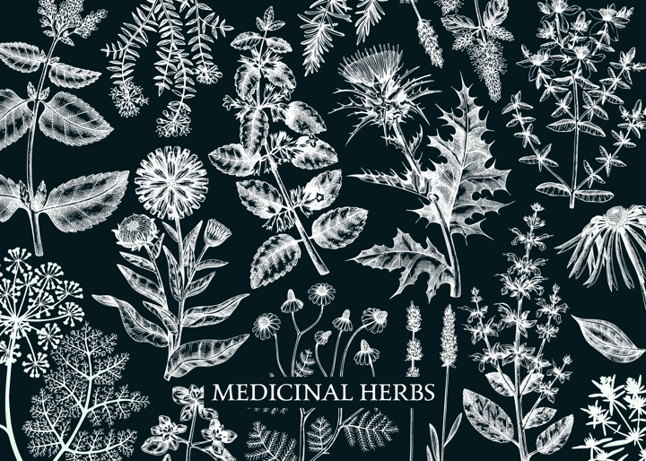 Vintage herbs background on chalkboard. Aromatic plants, medicinal flowers, perfume and cosmetic products, herbal tea ingredients in sketch style. Vector banner design, print, label